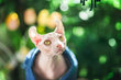 Sphynx