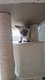 Chatons Siamois male