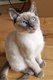 Chatons Siamois male