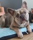 Mâle bouledogue français lilac tan fluffy pour...