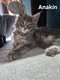 Chaton maine coon