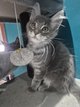 Chaton maine coon