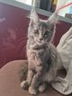 Chaton maine coon