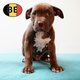 Splendides chiots American Staffordshire Terrier