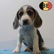Chiots Beagle à vendre, également bleus