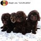 Charmants chiots Caniche Nain (1m - 3f)