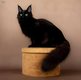 Maine coon a replacer