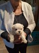 Bichon maltais nain