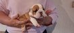 Bulldog anglais