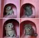British Shorthair et Longhair