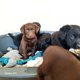 Chiots labrador pure race