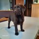 Chiots labrador pure race