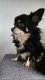 Chienne chihuahua