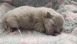 Chiots spitz pomeranien