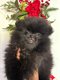 Chiot spitz pomeranien