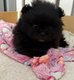 Chiots spitz pomeranien