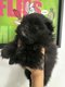 Magnifique bébé spitz pomeranien
