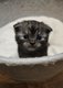 Scottish fold avec pédigrée