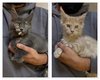 Magnifiques chatons Maine Coon disponible de suite