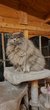 British longhair Bleu