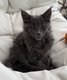3 beaux chatons vendus tous polydactytes 2 filles...
