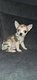 Chiot chihuahua