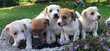 Chiots Jack Russell