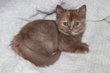 British Shorthair Cinnamon Tortie