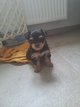 Chiots yorshires
