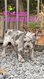 Bouledogue français Pedigree bleu/silver merle