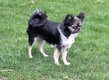 Superbe femelle chihuahua FCI poils longs