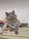 Chatons British disponibles de suite