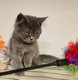 Chatons British disponibles de suite