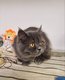 Chaton British disponible de suite