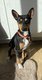 Basenji 20 mois