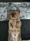 Magnifiques chiots Cavalier King Charles