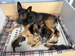 Chiots Belgian malinois