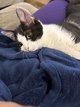 Chaton 5 mois à donner