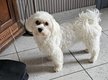 Jolie demoiselle Bichon