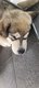 Magnifique Malamute 7 mois