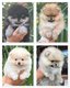 Magnifiques chiots Loulou de Poméranie nains