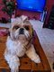 Shih Tzu femelle
