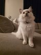 Magnifiques Ragdolls disponible