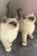 Chatons femelles Sacré de birmanie Blue Point