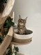 Maine Coon femelle