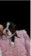 Magnifiques chiots Boston terrier