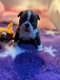 Magnifiques chiots Boston terrier