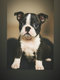 Magnifique femelle Boston terrier