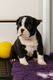 Magnifique femelle Boston terrier