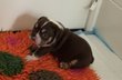 Bouledogues anglais femelle chiot